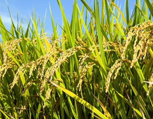 Thái Lan xả kho dự trữ, gạo Việt Nam chịu áp lực giảm giá